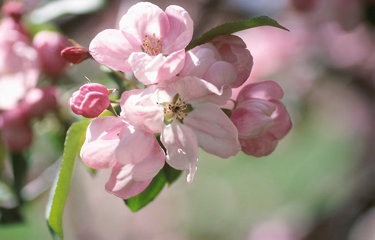 Pommier en fleur - Cidrerie Coat-Albret © Pascal Glais