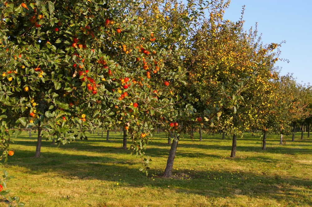 Pommier en pommes - Cidrerie Coat-Albret © Pascal Glais