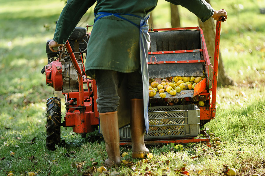 Rammassage de pommes - Cidrerie Coat-Albret © Pascal Glais