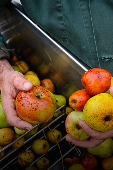 Pommes à cidre produites en Bretagne